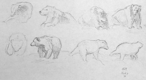 Life drawing: polar bear